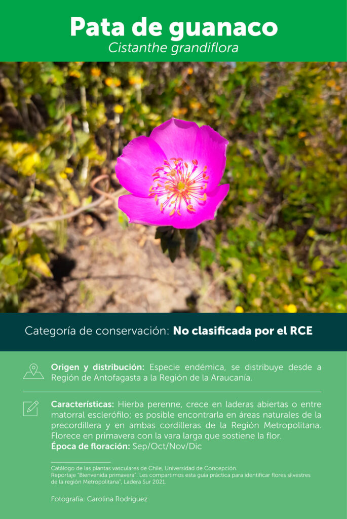 Imagen de ficha sobre flor Pata de Guanaco