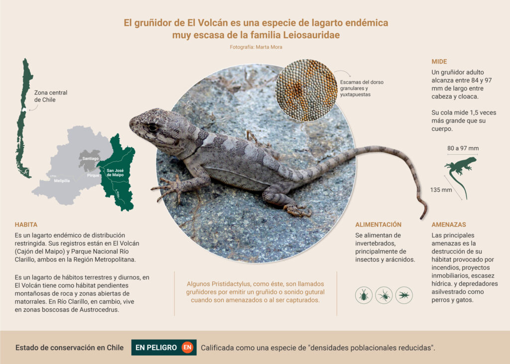 Infografía Gruñidor de El Volcán